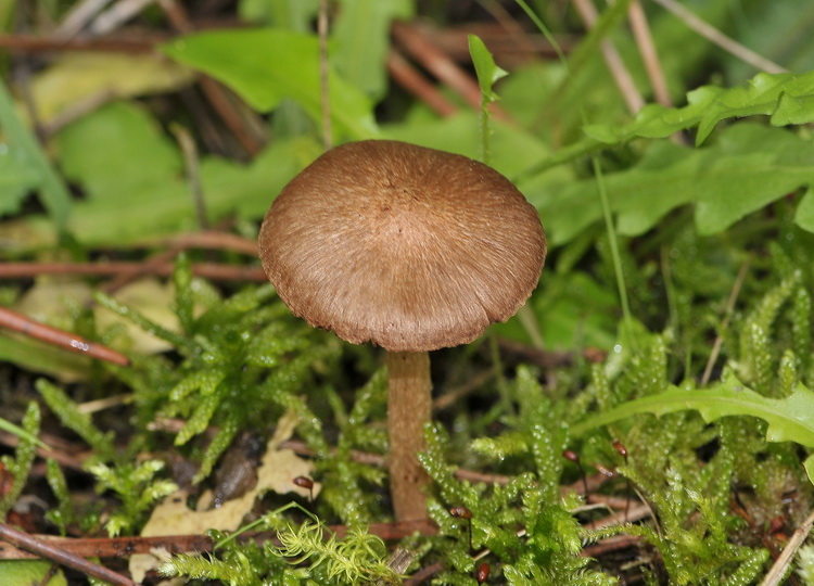 Inocybe  bongardii var. pisciodora